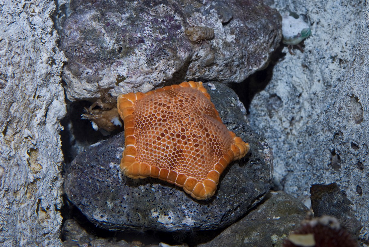 Διαδικτυακή Ξενάγηση στο Ενυδρείο Κρήτης CretAquarium