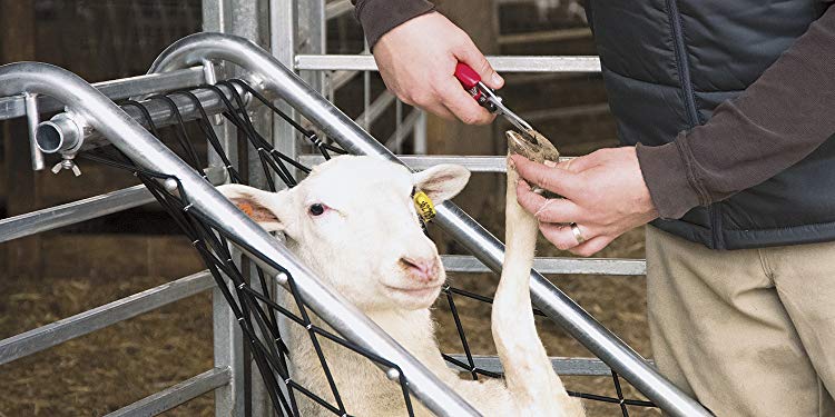 Προχωρημένο Πρόγραμμα Εκπαίδευσης Προβατοτρόφων: 3ο Μάθημα