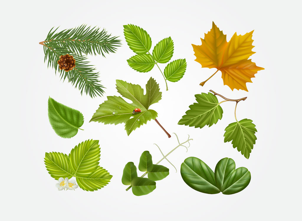 ΚΕ2016 "Διαφορετικά είδη φύλλων"