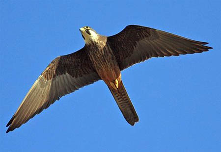 Μαυροπετρίτης: To γεράκι του Αιγαίου