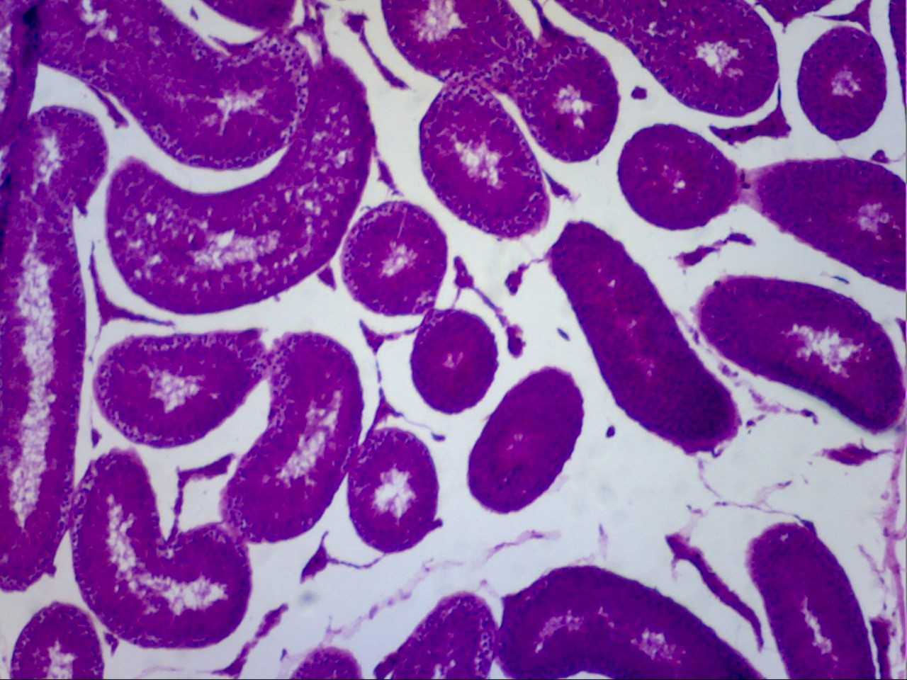 i bibliothiki apektise mikroskopio 2018 11 16 1