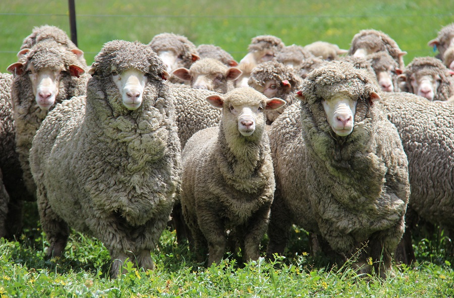 anaboli mathimatos neon ktinotrofon me thema branding 2020 02 13 1