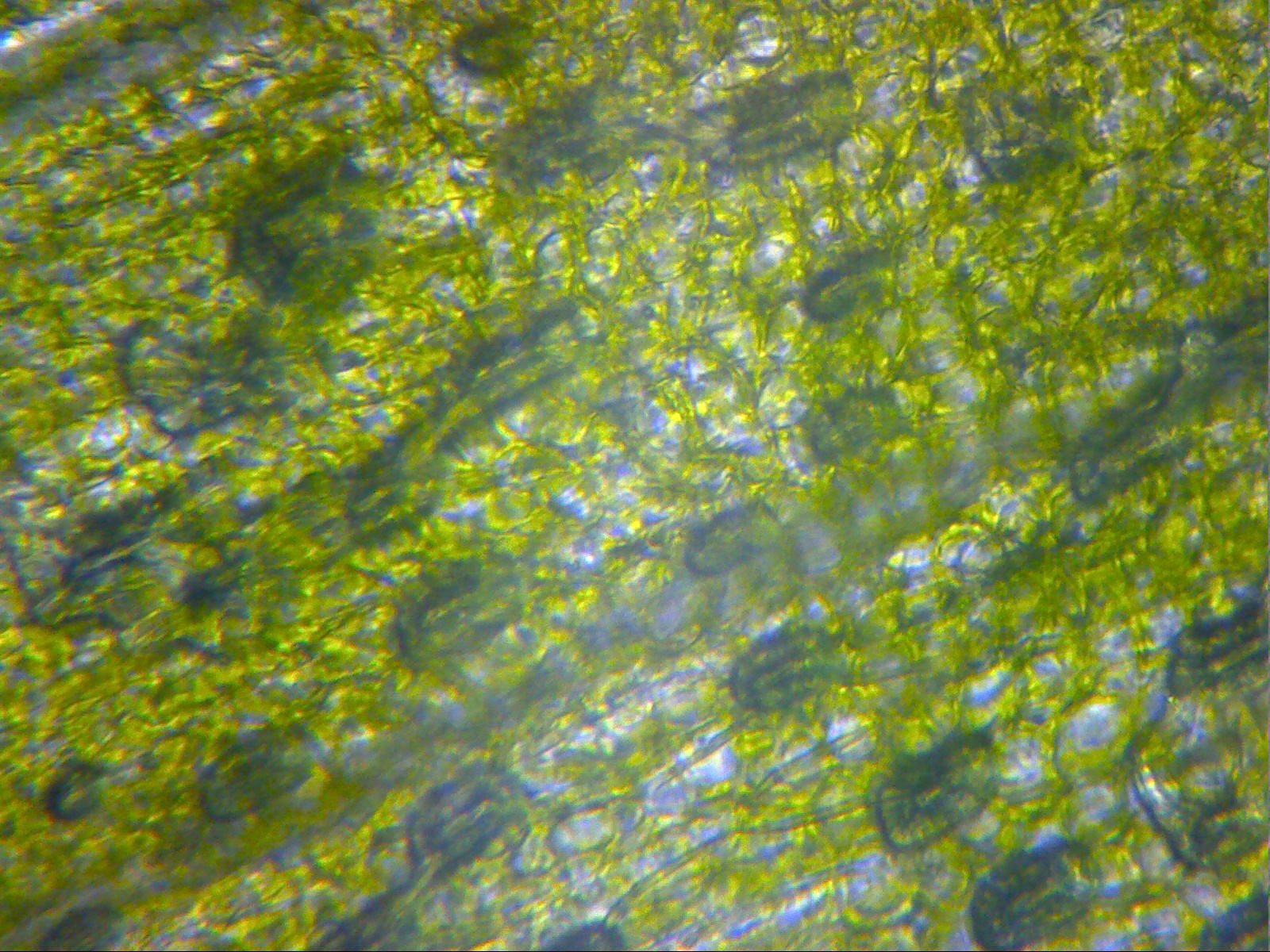 mathima fysikis toy epal kalampakas 2019 03 29 1