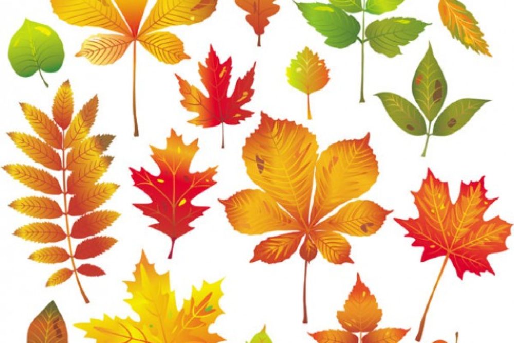 epomeni drasi diaforetika eidi fyllon 2016 07 04 1