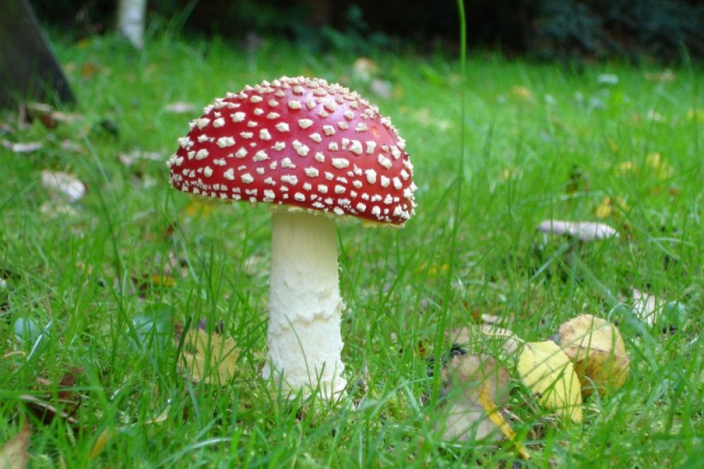 epomeni drasi kati me boyles 2016 07 22 1