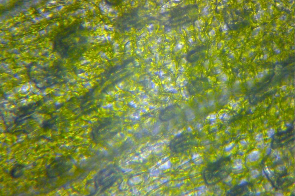 mathima fysikis toy epal kalampakas 2019 03 29 1